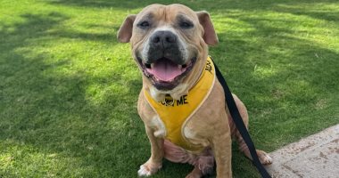 ملجأ حيوانات يفتح أبوابه لمشاركة سكان هاواى فى رحلات ميدانية مع كلاب بلا مأوى