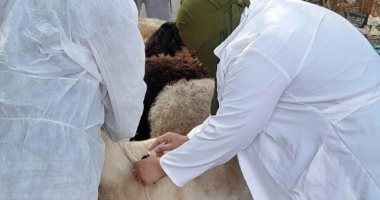 الطب البيطرى بالبحر الأحمر : تحصين 13 ألف رأس ماشية ضد الحمى القلاعية