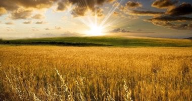 تفسير حلم القمح.. صحة وقوة أم يقظة وضغوط؟