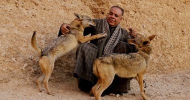 الرقص مع الذئاب.. مغامرة جديدة لليوم السابع فى جبال سوهاج بين صائدى الوحوش وملوك البرارى.. شاب صعيدى يرعى الكائنات المفترسة بمنزله.. ويؤكد: كائن صادق أوفى من الكلب ولا يخادع.. وأخطر أوقاته موسم التزاوج.. فيديو