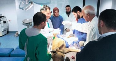 جامعة دمنهور تواصل تنفيذ إجراءات عمليات التعقيم للحد من ظاهرة الكلاب الضالة