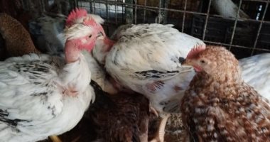 أسعار الفراخ البيضاء والبلدى فى أسواق ومحلات الأقصر اليوم الأربعاء