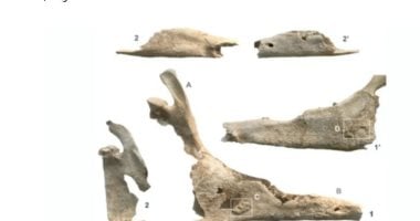 كشف لغز دفن جثة امرأة مع بغل فى إسبانيا قبل 2700 عام.. ما قصتها؟