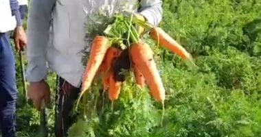 بنى أحمد الغربية بالمنيا.. قلعة الجزر الأصفر ومحطات الغسيل قبل الأسواق