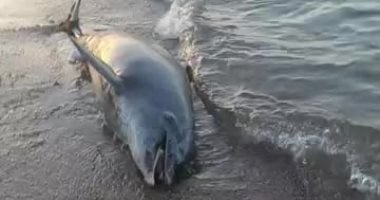 العثور على دولفين نافق على شواطئ رأس غارب شمال البحر الأحمر