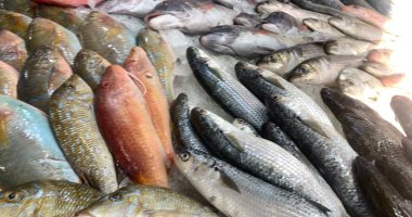 أشكال والوان.. رواج على شراء أسماك البحر الأحمر من حلقة سمك الغردقة.. فيديو