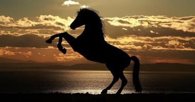 تفسير حلم الحصان.. الحرية والقوة أم تحذير قادم؟