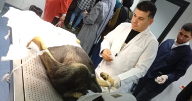 مصر خالية من السعار.. تعرف على فعاليات مواجهة ظاهرة الكلاب الضالة بالبحيرة