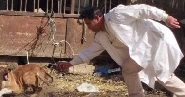 بيطرى الفيوم يكثف حملات تحصين الكلاب لمكافحة السعار ضمن رؤية مصر 2030