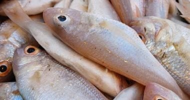 ارتفاع القاروص وانخفاض الدراك.. أسعار السمك بالإسكندرية اليوم 