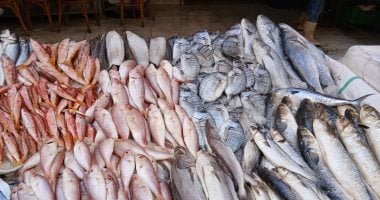 انتعاش سوق السمك فى الإسكندرية.. شاهد الجمبرى والكابوريا والمرجان والسبيط.. فيديو