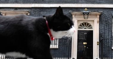 دبلوماسي متميز.. وفاة القط بالمرستون كبير صائدي الفئران بالخارجية البريطانية
