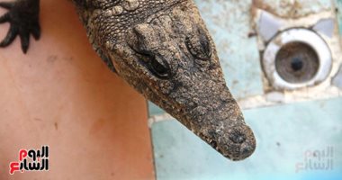 اللعب بالتماسيح.. بيوت النوبة القديمة تراث يتحول لمزار سياحى فريد