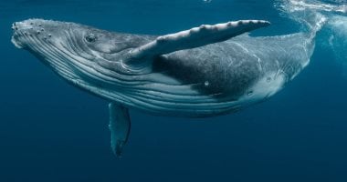 اليوم العالمى للحيتان.. دعوة لحماية عمالقة البحار والحفاظ على المناخ