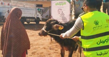 توزيع 50 رأس ماشية "عُشر" للأسر الأولى بالرعاية بصان الحجر فى الشرقية