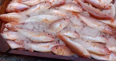 انخفاض أسعار السبيط والشراغيش والسافوليا.. أسعار السمك بالإسكندرية اليوم 