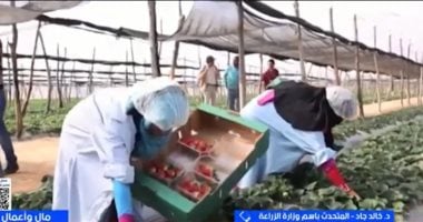 متحدث الزراعة: مصر الأولى عالميا في تصدير الفراولة المجمدة بنمو 82%