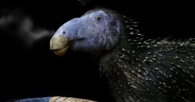 اكتشاف أحفورة لديناصور «التنين الشوكي» عمرها 125 مليون عام فى الصين