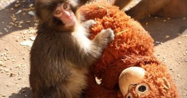 قرد يعتبر دمية والدته بعدما هجرته أمه ويثير تعاطف السوشيال ميديا.. صور