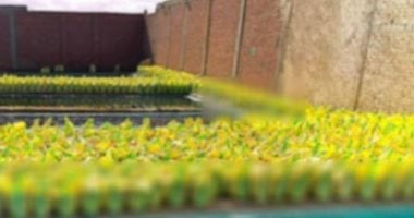 بوزن 210 طن.. سقوط "حوت الأسمدة المجهولة" فى القليوبية