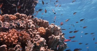 دايدالوس.. حيث تصنع الطبيعة تحفتها المرجانية النادرة بالبحر الأحمر 