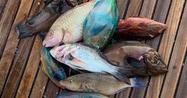 فطار وسحور وصيد وسياحة.. أجواء رمضانية فى قلب البحر الأحمر.. شباب الغردقة يحولون رحلات صيد النزهة إلى تجربة استثنائية.. الانطلاق فى العصارى والعودة باليوم التالى بعد قضاء ليلة كاملة وسط المياه.. صور