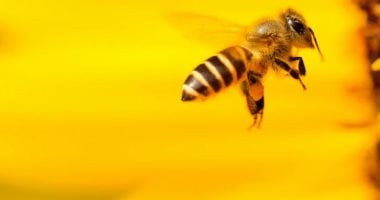 أدمغة النحل تلهم تطوير رقائق حاسوبية فائقة الكفاءة 