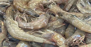 كابوريا على أد الإيد.. سوق أسماك بورسعيد يقدم أحلى الأكلات البحرية فى شهر رمضان