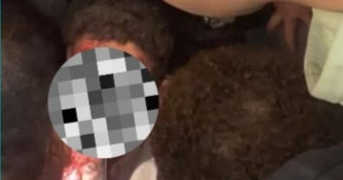 استجواب المتهم بقيادة سيارة تحمل علم إسرائيل