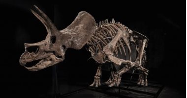 هيكل عظمى نادر لديناصورات محتمل يتجاوز 5 ملايين دولار فى مزاد عالمى