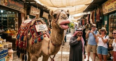 استبعاد 20 جملا من مهرجان جمال الإبل فى عُمان بسبب عمليات تجميل 