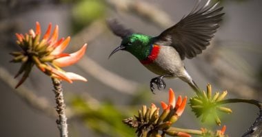 سحر الطبيعة.. نباتات وطيور وحيوانات نادرة تحافظ على البقاء وتحارب شبح الانقراض