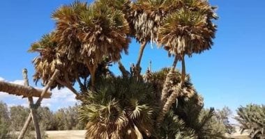 الدوم بمنطقة رأس بغدادى