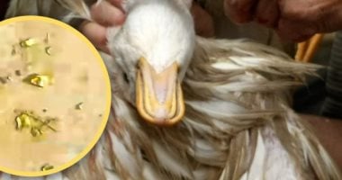 قيمتها 1800 دولار.. صينى يكتشف جزيئات ذهبية تزن 10 جرامات فى معدة بطة