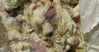 ضبط 10 أطنان فراخ نافقة قبل طرحها بالأسواق فى الفيوم