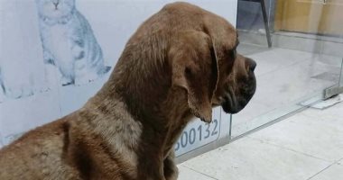 تحرك قانوني بشأن واقعة الاعتداء على كلب السويس