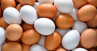 كرتونة البيض بـ125 جنيها.. أسعار البيض بكفر الشيخ الأربعاء 11 مارس 2026