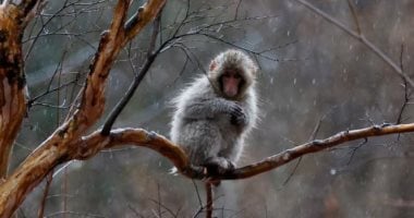 قرود المكاك تفسد المحاصيل الزراعية فى اليابان والحكومة تحاول القضاء عليها