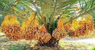 أكبر مزرعة نخيل فى العالم.. حلم مصرى يتحول إلى واقع فى توشكى وشرق العوينات بالوادى الجديد.. إنجاز زراعة 2.3 مليون نخلة يغير خريطة إنتاج التمور عالميا.. ومجمع تمور المحافظة ينتج 25 صنفًا فاخرًا بمواصفات قياسية