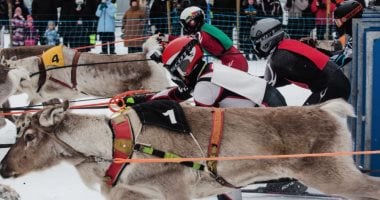 منافسات ومغامرات على الجليد.. سباقات حيوان الرنة فى فنلندا تبهر المشاهدين