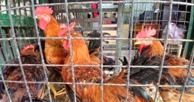 أسعار الفراخ البيضاء اليوم الخميس 12-3-2026 فى المنوفية