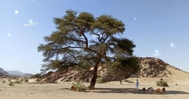 من الثريا إلى سهيل.. النجوم بوصلة الأودية الجبلية والبحر.. كيف يهتدى أهل البادية والصيادون بنجوم الصحراء الشرقية لمعرفة الطريق والاتجاهات.. وكشف أسرار طريقتهم لمعرفة سقوط المطر ودرجات الحرارة.. صور