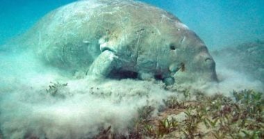 الدوجونج عروس البحر.. حكاية كائن نادر يدر ملايين الدولارات.. خلجان جنوب البحر الأحمر مأوى له.. مرسى امبارك وأبو دباب و«تنضبة» أبرز أماكن ظهوره.. يجذب آلاف السياح ويحقق دخلاً سنويًا يتجاوز 10 ملايين دولار.. صور