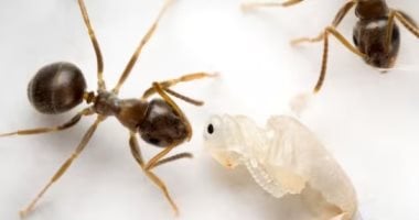 اعتقال رجل حاول تهريب أكثر من 2000 نملة فى ورق تواليت بمطار نيروبى