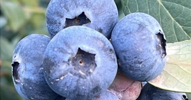 التوت الأزرق