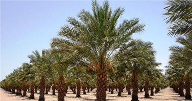 من الحلم إلى الواقع.. مصر فى طريقها لإنشاء أكبر مزرعة نخيل فى العالم