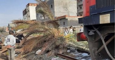 سقوط نخلة على قضبان السكة الحديد بالإسكندرية