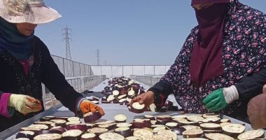 لأول مرة بالصعيد.. الأقصر تشهد تنفيذ تجربة تجفيف الباذنجان الأسود فى الشمس.. للتصدير للخارج بعد نجاحات تجفيف الطماطم بجبال الأقصر.. والمحافظ: مجمع الصناعات الزراعية الجديد يرفع من زيادة الصادرات الزراعية.. صور