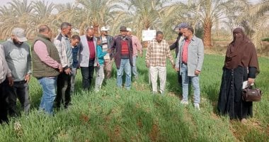 يكتمل نموه خلال أسبوع ويوفر مصادر البروتين بنسبة 20%.. الشعير المستنبت بالوادى الجديد أفضل علف حيوانى أخضر لتغذية الماشية والدواجن والخيول بأقل تكلفة.. لا يحتاج تربة أو أسمدة ويدعم زيادة إنتاج الألبان بنسبة 25%