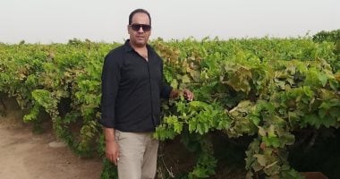 زراعة العنب